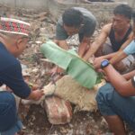 Ketua Ikatan Wartawan Online  Indonesia beserta anggota Kabupaten Pringsewu Laksanakan  Penyembelihan  Kambing guna Persiapan Kegiatan Jumat Berkah,