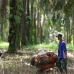 LHI Akan Surati Kementerian ATR, Pinta Cabut Izin HGU PT GSBL