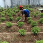 Warga Binaan Lapas Narkotika Karang Intan Tanam Cabai Pada Lahan Pertanian SAE
