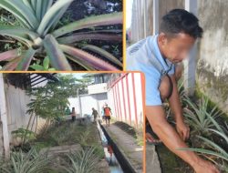 Pembinaan Kemandirian Berkebun Nanas, Warga Binaan Rutin dan Giat Lakukan Perawatan Tanaman