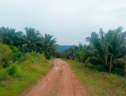 Kawasan Kebun Sawit di Kawasan Desa Nadi Disinyalir Sarat Dengan Masalah