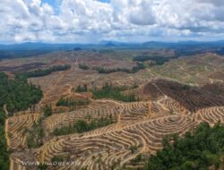 Pemerintah Cabut Izin PPBH 28 Korporasi, Diduga Biang Kerok Sumatera Tragedi