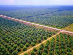 Membandel, Negara Akan Lakukan Langkah Tegas Pada Korporasi Perusak Hutan 